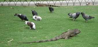 iguana park